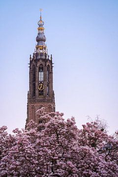 Tour de la Vierge à Amersfoort avec des fleurs