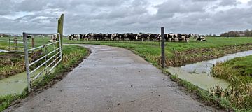Wachten op de boer, het is bijna melktijd by Michiel Leegerstee