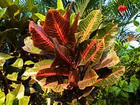 Hybiscus die in een tuin staat van een villa op Bali