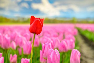 Bloeiende tulpen in een veld met één rode tulp die eruit springt van Sjoerd van der Wal Fotografie