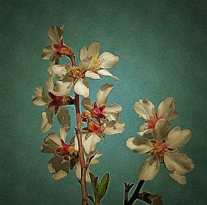Mandelblüte auf blauem Hintergrund