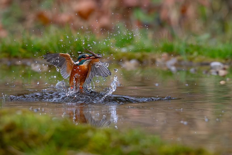IJsvogel van Andreas Müller