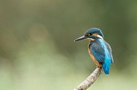 IJsvogel