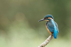 Kingfisher by Martin Bredewold