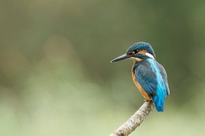 Eisvogel