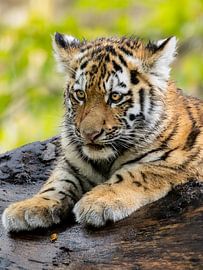 Amur-Tiger-Welpe von Bianca Benard Fotografie