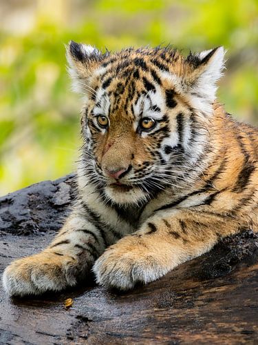 Amur-Tiger-Welpe