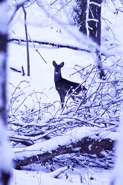 Winter 1 by Eugene Klinkenberg