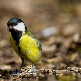 plein de mésanges charbonnières sur Stobbe; stiltegrafie