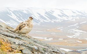 Alpenschneehuhn in seinem Lebensraum