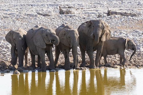 Olifanten in het Etosha National Park