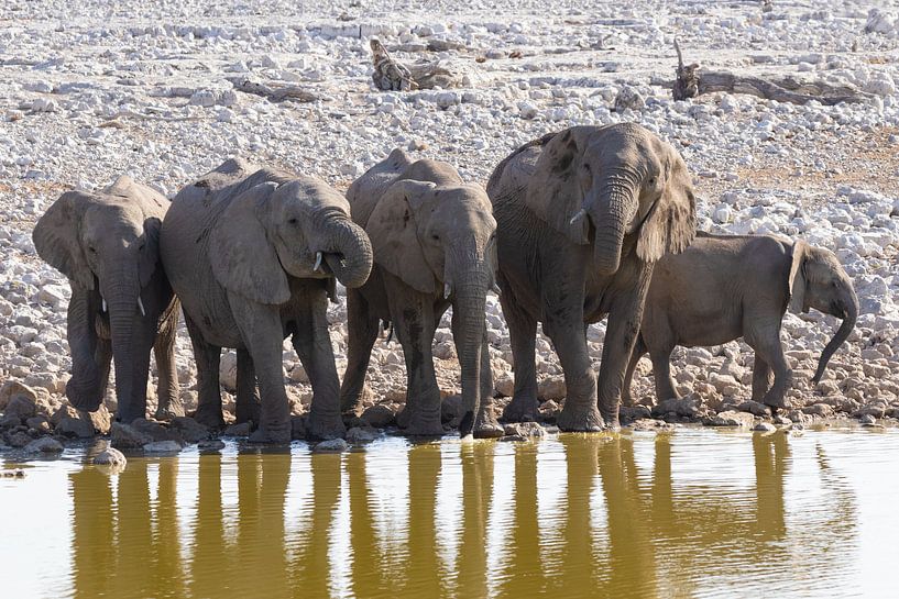 Elephants in Etosha National Park by GoWildGoNaturepictures