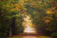 Herfst galerij.
