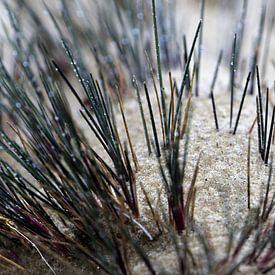 Ein Makro aus Treibsand und Gras von Gerard de Zwaan