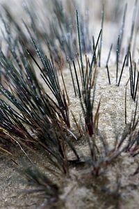 Ein Makro aus Treibsand und Gras