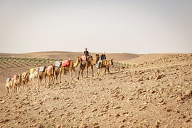 Camels in the Agafay Desert, Morocco by Ron van der Stappen