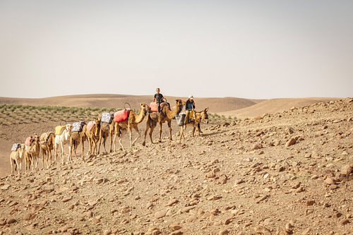 Camels in the Agafay Desert, Morocco
