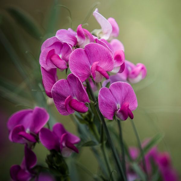 Sweet pea 2 by Freddy Hoevers