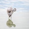 Junger Flamingo bürstet sein Gefieder von Paula Ketz