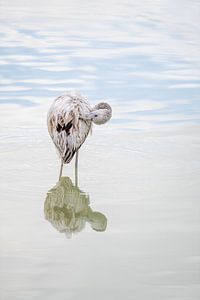 Junger Flamingo bürstet sein Gefieder