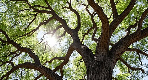 Sommer-Eiche