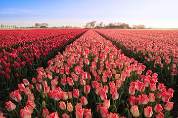 Blanc, orange et rouge sur Dirk Jan Piersma