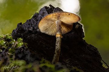 Autumn Kralingse Bos by André Groot Photography
