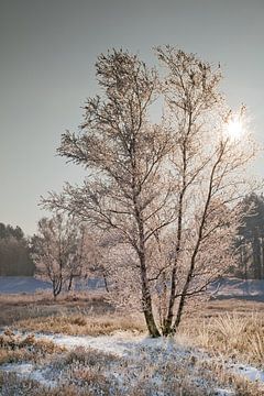 Winterlandschap van Arie Storm