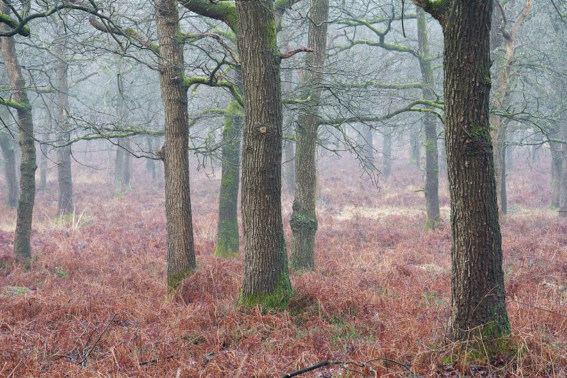 Nevelig eikenbos met varens in de winter van Cor de Hamer