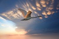 Zwaan in de lucht