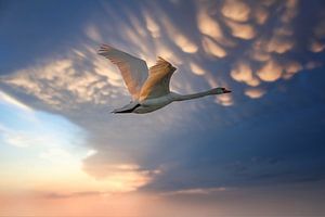 Un cygne dans l'air