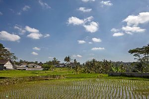 Mooi landschap met rijstterrassen en kokospalmen dichtbij Tegallalang-dorp, Ubud, Bali, Indonesië.
