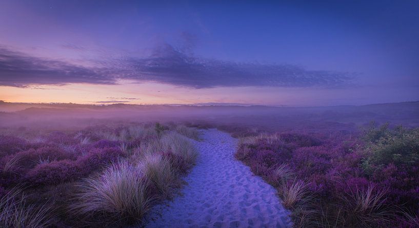 Sand track among the heather in the dunes by peterheinspictures