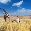 Oryx by Tilo Grellmann | Photography