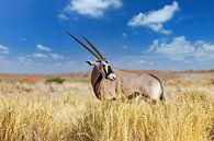Oryx by Tilo Grellmann thumbnail