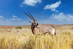 Oryx