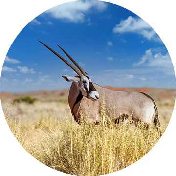 Oryx van Tilo Grellmann