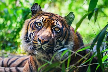 Close-up van een  Sumatraanse tijger van Chihong