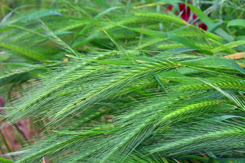 Korn 1 van Edgar Schermaul