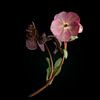 Bloem lenteroos fine-art van Sander van Laar van Sander Van Laar