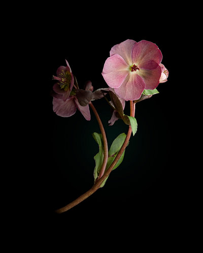 Bloem lenteroos fine-art van Sander van Laar