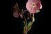 Solo fine-art bloem "lenteroos" van Sander Van Laar