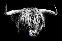 Schottischer Highlander Schwarz-Weiß-Porträt