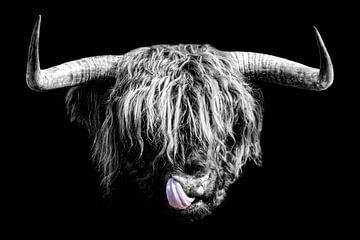Schotse Hooglander zwart-wit portret van Gianni Argese