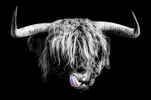 Scottish Highlander black-and-white portrait