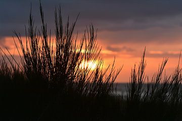 Zonsondergang met planten van Heiko Kueverling