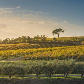 Pijnbomen en wijngaarden, herfstlandschap in Chianti, Italië van Stefano Orazzini