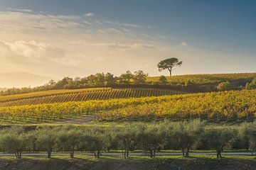 Pijnbomen en wijngaarden, herfstlandschap in Chianti, Italië van Stefano Orazzini