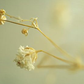 Une mini-décoration florale sur Korayu Photography