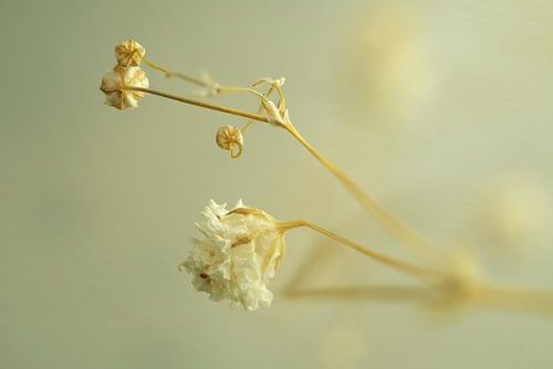 Eine Mini-Blumendekoration von Korayu Photography